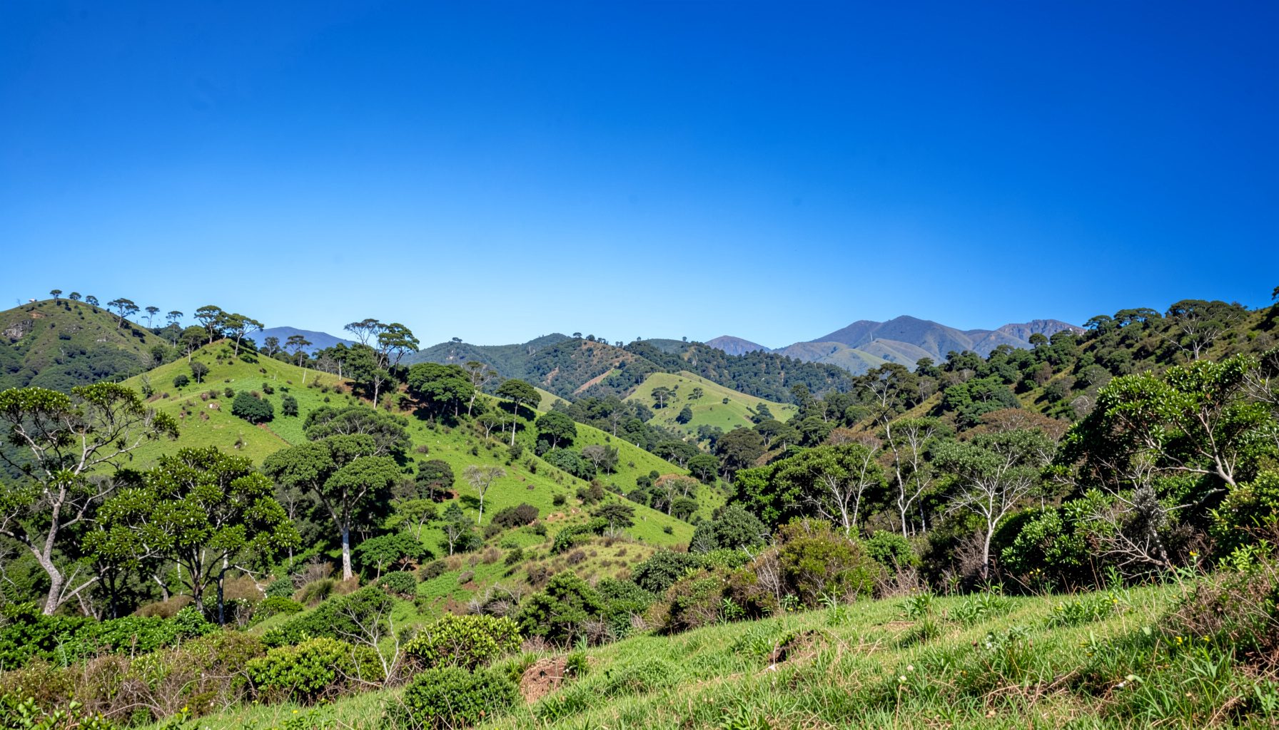 Paisaje campestre chileno con colinas verdes, árboles nativos y un cielo azul claro, atmósfera serena y luminosa